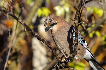 Image showing eurasian jay, garrulus glandarius