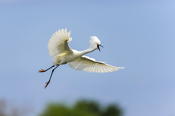 Image showing snowy egret, egretta thula