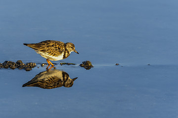 Image showing arenaria interpres, ruddy turnstone