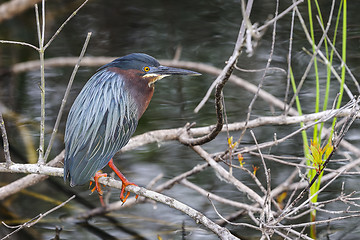 Image showing green heron,  butorides virescens