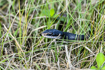 Image showing coluber constrictor priapus, southern black racer