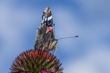 Image showing vanessa atalanta, red admiral