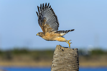 Image showing buteo lineatus, red-shouldered hawk