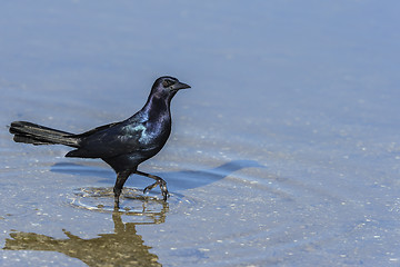 Image showing boat-tailed grackle,  quiscalus major