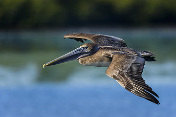 Image showing brown pelican, pelecanus occidentalis