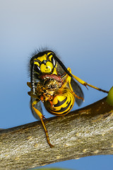 Image showing german wasp, vespula germanica