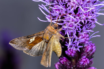 Image showing gold spangle, autographa bractea