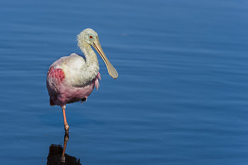 Image showing roseate spoonbill, platalea ajaja