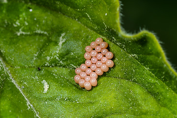 Image showing insect eggs