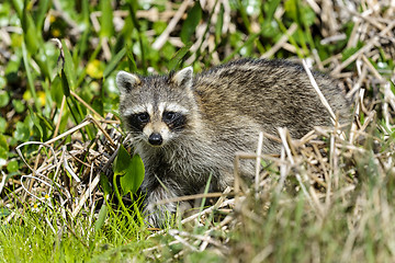 Image showing procyon lotor, raccoon