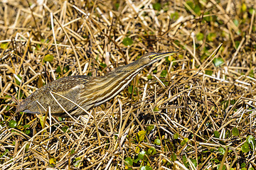 Image showing american bittern, botaurus lentiginosus