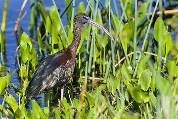 Image showing glossy ibis, plegadis falcinellus