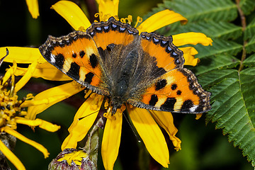 Image showing small tortoiseshell, nymphalis urticae 