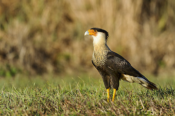 Image showing caracara cheriway, northern crested caracara