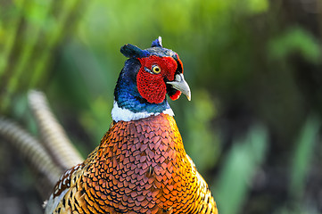 Image showing common pheasant, phasianus colchicus