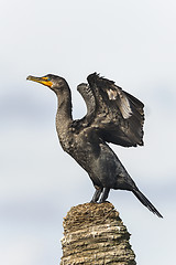 Image showing double-crested cormorant, phalacrocorax auritus