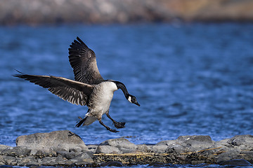 Image showing canada goose, branta canadensis