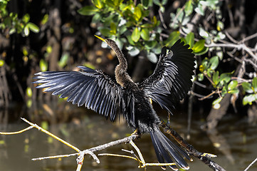 Image showing anhinga, anhinga anhinga, water turkey