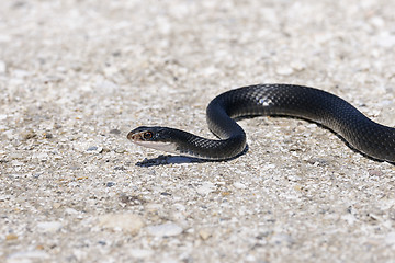 Image showing coluber constrictor priapus, southern black racer