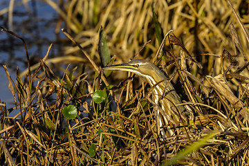 Image showing american bittern, botaurus lentiginosus