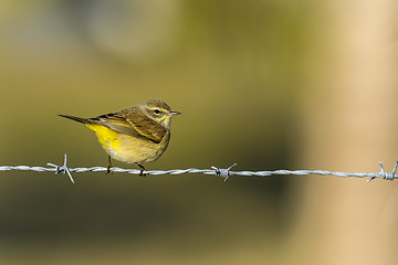 Image showing dendroica petechia, yellow warbler