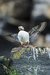 Image showing atlantic puffin, fratercula arctica