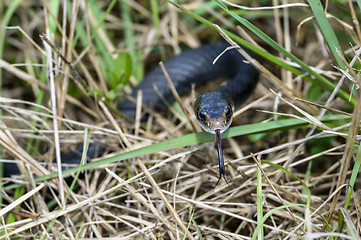 Image showing coluber constrictor priapus, southern black racer