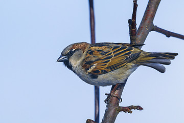 Image showing tree sparrow, passer montanus