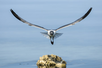 Image showing laughing gull, larus atricilla