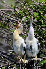 Image showing anhinga, anhinga anhinga, water turkey