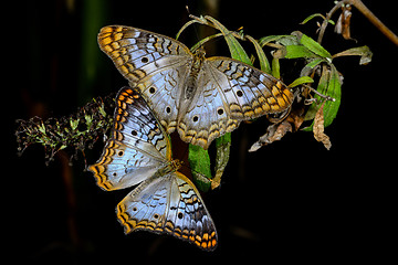 Image showing white peacock, phoenix, az