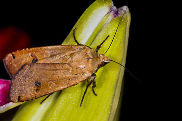 Image showing large yellow underwing, noctua pronuba