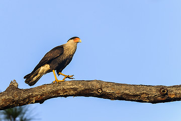 Image showing caracara cheriway, northern crested caracara