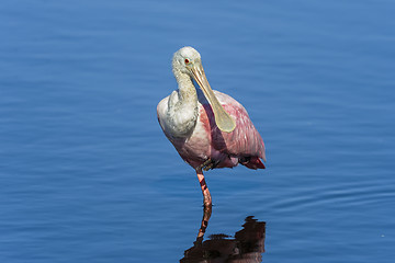 Image showing roseate spoonbill, platalea ajaja