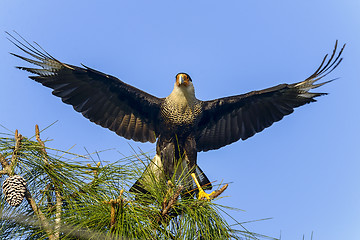 Image showing caracara cheriway, northern crested caracara