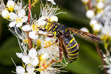 Image showing spilomyia longicornis