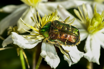 Image showing rose chafer, cetonia aurata