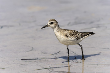 Image showing semipalmated sandpiper,calidris pusilla