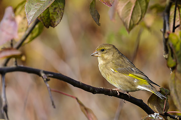 Image showing greenfinch, carduelis  cloris