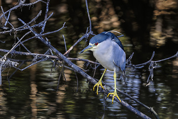 Image showing black-crowned night heron, nycticorax nycticorax