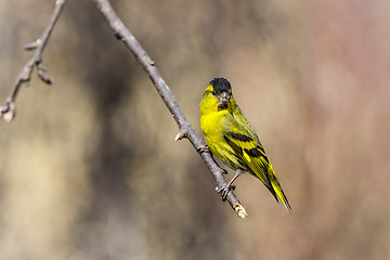 Image showing eurasian siskin, carduelis spinus