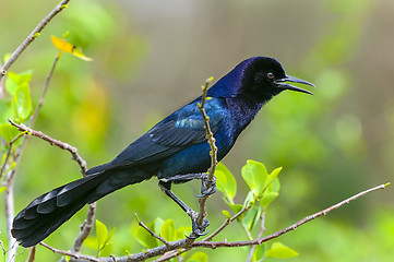 Image showing boat-tailed grackle,  quiscalus major