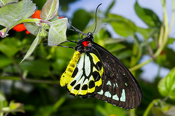 Image showing cairns birdwing,  ornithoptera euphorion