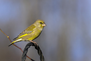 Image showing greenfinch, carduelis  cloris