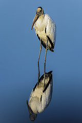 Image showing wood stork, mycteria americana