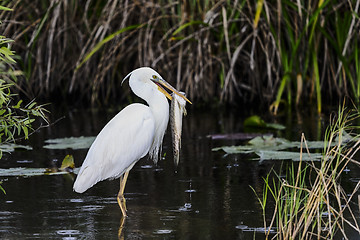 Image showing great white heron (a.k.a. great blue heron)