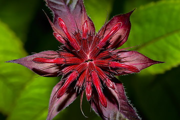 Image showing bergamot, monarda didyma