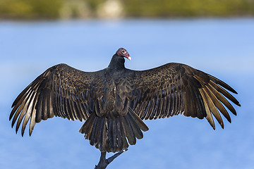 Image showing turkey vulture, cathartes aura