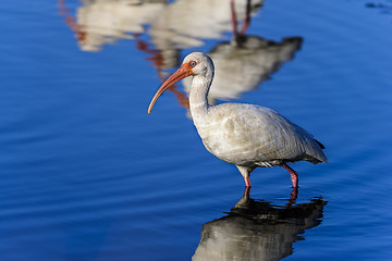 Image showing american white ibis, eudocimus albus