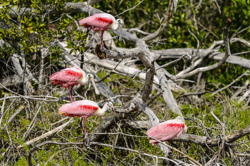 Image showing roseate spoonbill, platalea ajaja